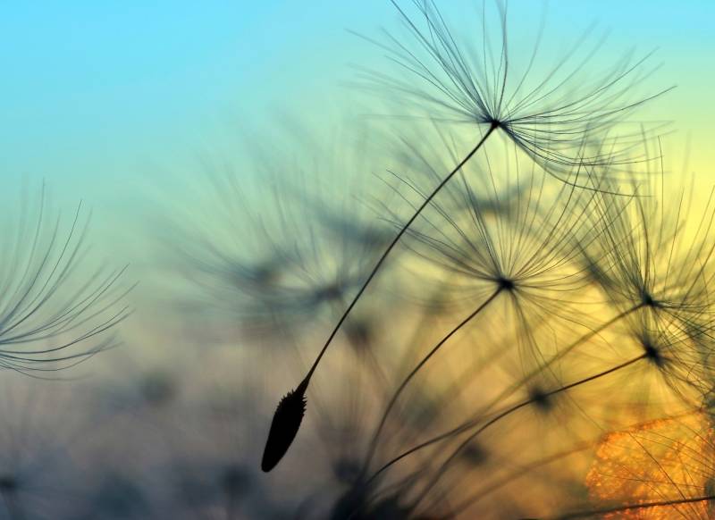 living walls Fototapete "Designwalls Flying Dandelion 1" glatt Vlies, Wand, Schräge, Decke von Living Walls