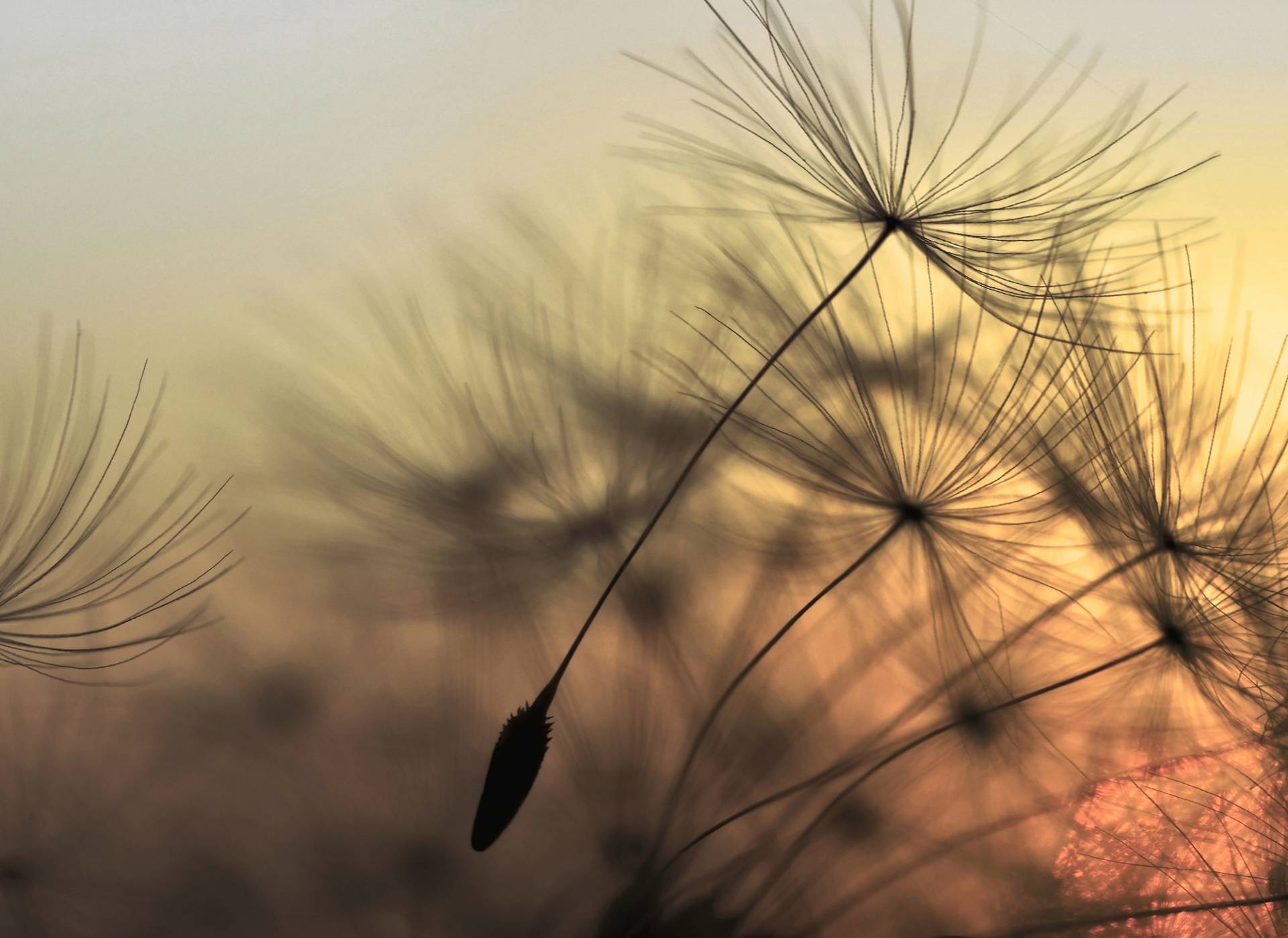 living walls Fototapete "Designwalls Flying Dandelion 2" glatt Vlies, Wand, Schräge, Decke von Living Walls