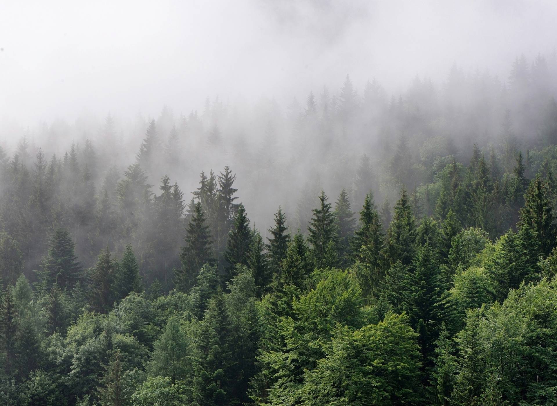 living walls Fototapete "Designwalls Foggy Fir Trees" von Living Walls