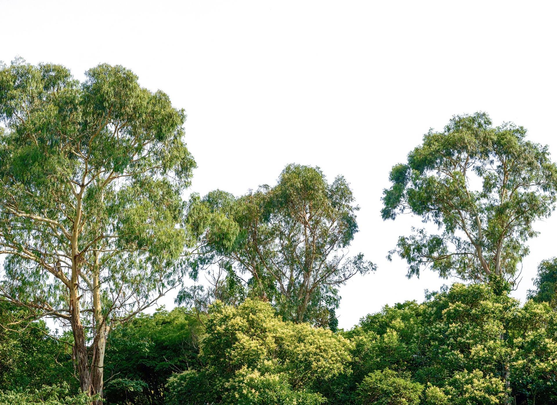 living walls Fototapete "Designwalls Treetop" glatt Vlies, Wand, Schräge, Decke von Living Walls