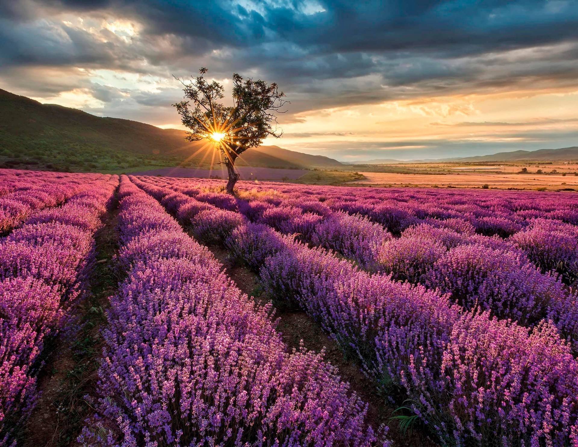 living walls Fototapete "Lavendelfeld Lavendelblüte" Motiv  abstrakt  naturalistisch glatt Vlies, Wand, Schräge Tapeten Wohnzimmer Schlafzimmer Küche modern Büro von Living Walls