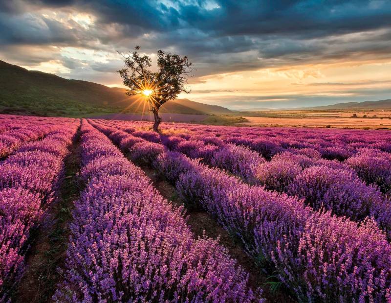 living walls Fototapete "Lavendelfeld Lavendelblüte" Motiv  abstrakt  naturalistisch glatt Vlies, Wand, Schräge Tapeten Wohnzimmer Schlafzimmer Küche modern Büro von Living Walls