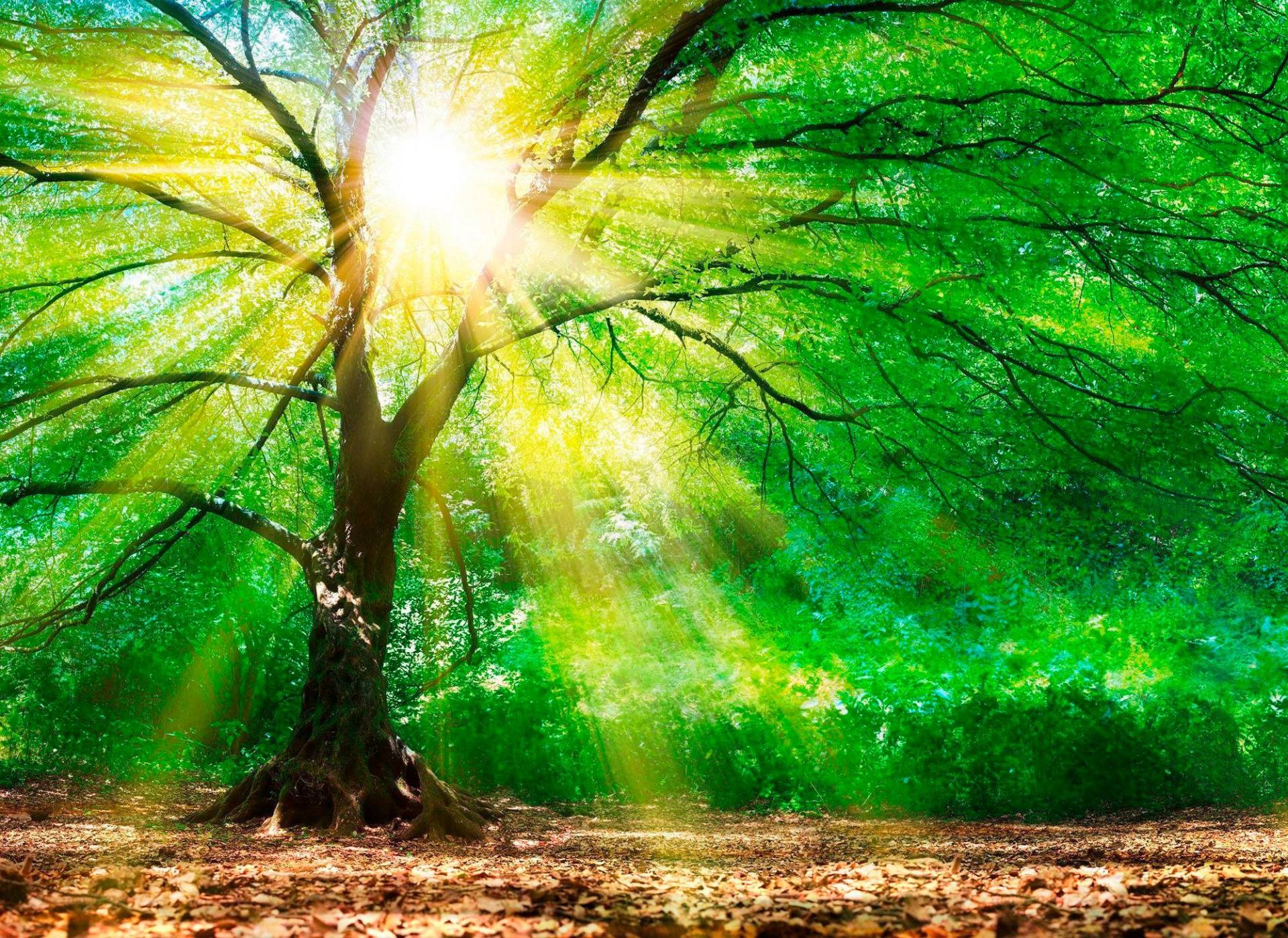 living walls Fototapete "Wald im Licht Vlies" glatt Vlies, Wand, Schräge von Living Walls