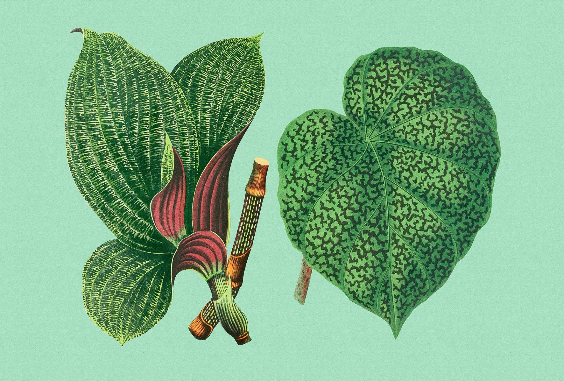 living walls Fototapete "Walls by Patel Leaf Garden" glatt Vlies, Wand von Living Walls