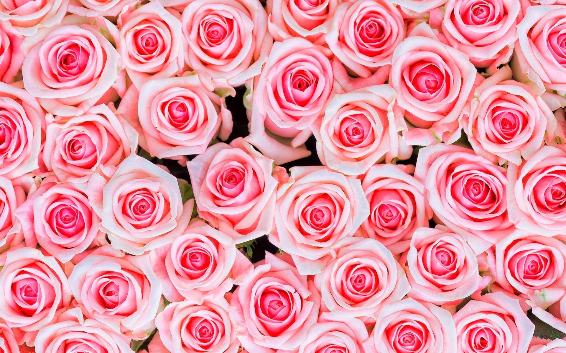 living walls Fototapete "rosa Rosen" glatt Vlies, Wand, Schräge von Living Walls