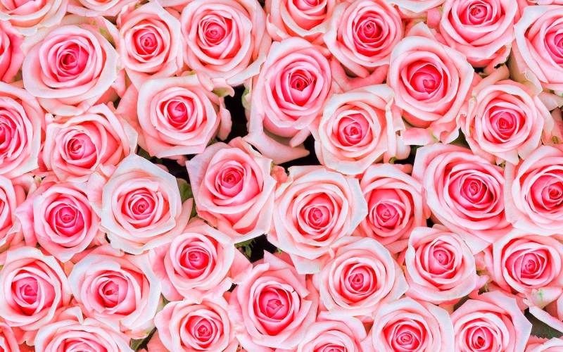 living walls Fototapete "rosa Rosen" glatt Vlies, Wand, Schräge von Living Walls