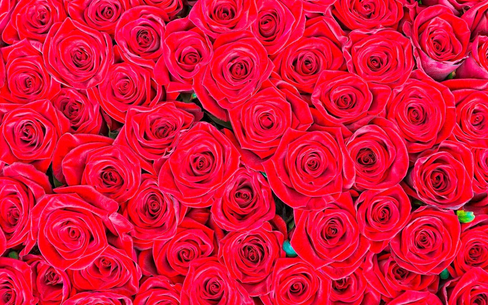 living walls Fototapete "rote Rosen" glatt Vlies, Wand, Schräge von Living Walls