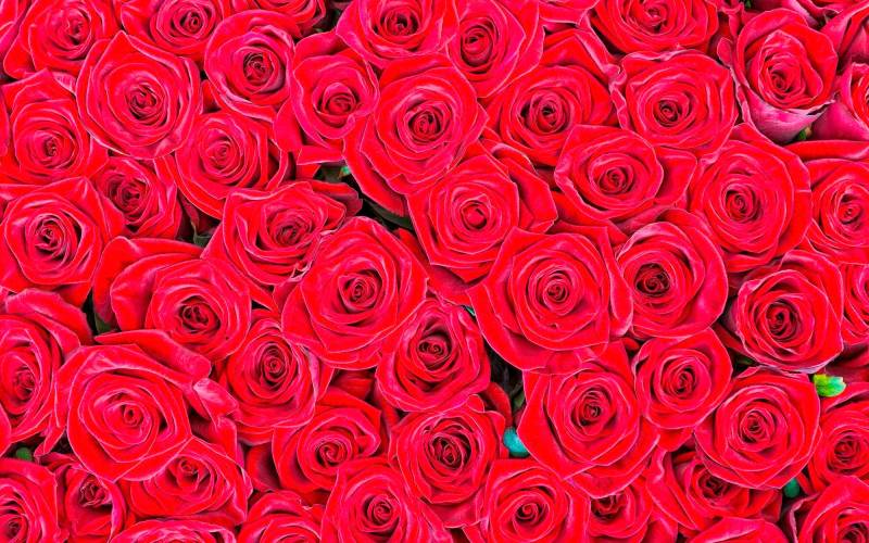 living walls Fototapete "rote Rosen" glatt Vlies, Wand, Schräge von Living Walls