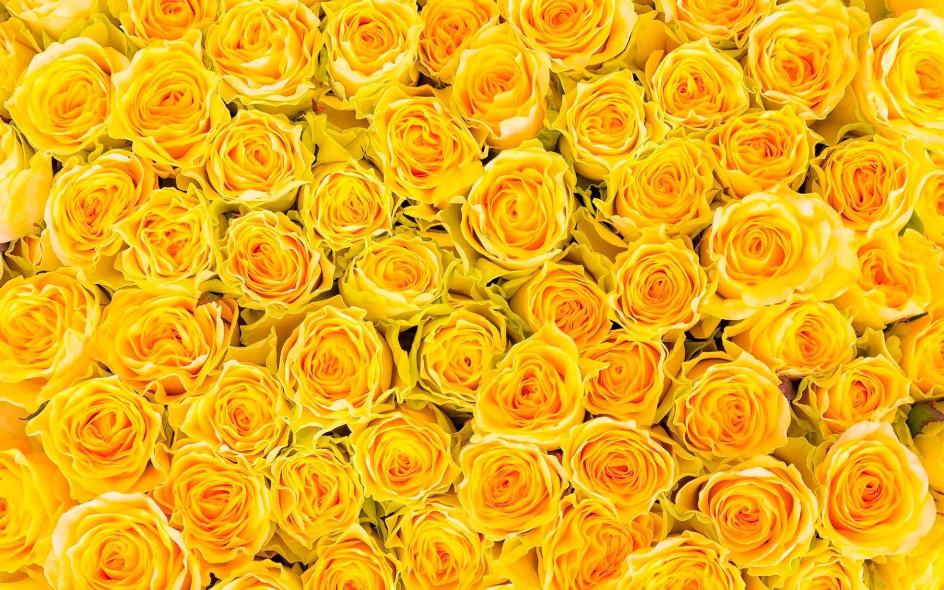 living walls Fototapete "sonnige Rosen" glatt Vlies, Wand, Schräge von Living Walls