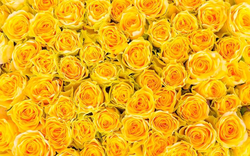 living walls Fototapete "sonnige Rosen" glatt Vlies, Wand, Schräge von Living Walls