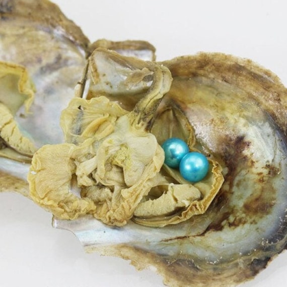 Zwillinge - 3 Akoya Oysters Je 2 Perlen Im Inneren Zwillinge - 3 Akoya Oysters Je 2 Perlen Im Inneren von LuckyOysterLady