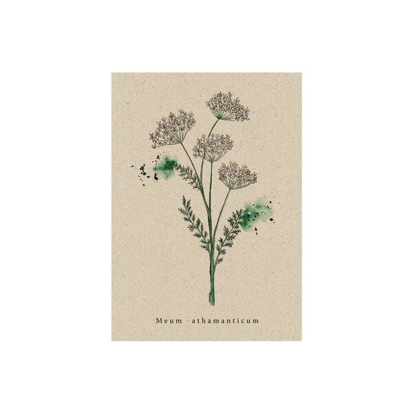 matabooks® Vintage botanische A6 Postkarte mit Blumenmotiv aus nachhaltigem Graspapier von matabooks®