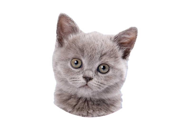 McNeill Schulranzen McAddys zu Schulranzen Haustiere Katzen grau von McNeill