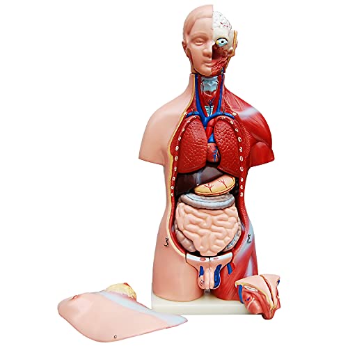 MedMod Anatomie Körper Anatomisches Modell Unisex mit Organe 45 cm Torso Mann und Frau Puppe Menschlicher Körpermodell menschlicher Koerper Modell 23 Teile von MedMod