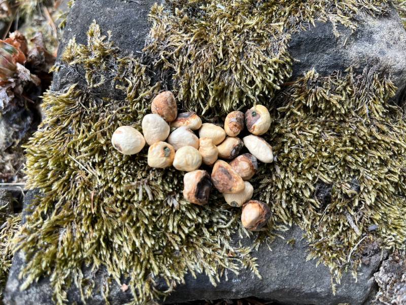 Baumperlen Holzperlen Zur Schmuckherstellung Glücksbringer von Melissenfee