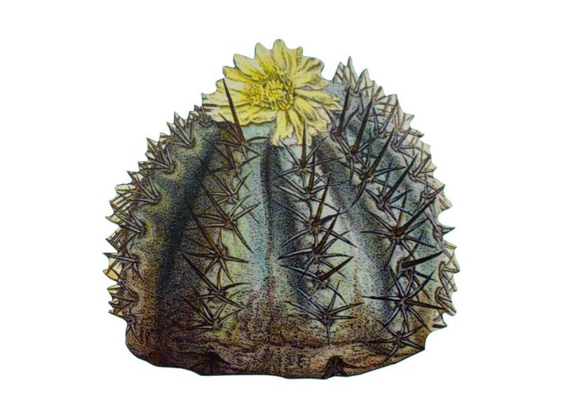 Kaktus Brosche Miniblings Blume Anstecknadel Wüste Pflanze Texas Western 6 von Miniblings