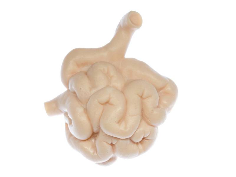 Dünndarm Brosche Anstecknadel Miniblings Organ Anatomie Medizin Arzt Darm 3D Dünndarm Brosche Anstecknadel Miniblings Organ Anatomie Medizin Arzt Darm 3D von Miniblings