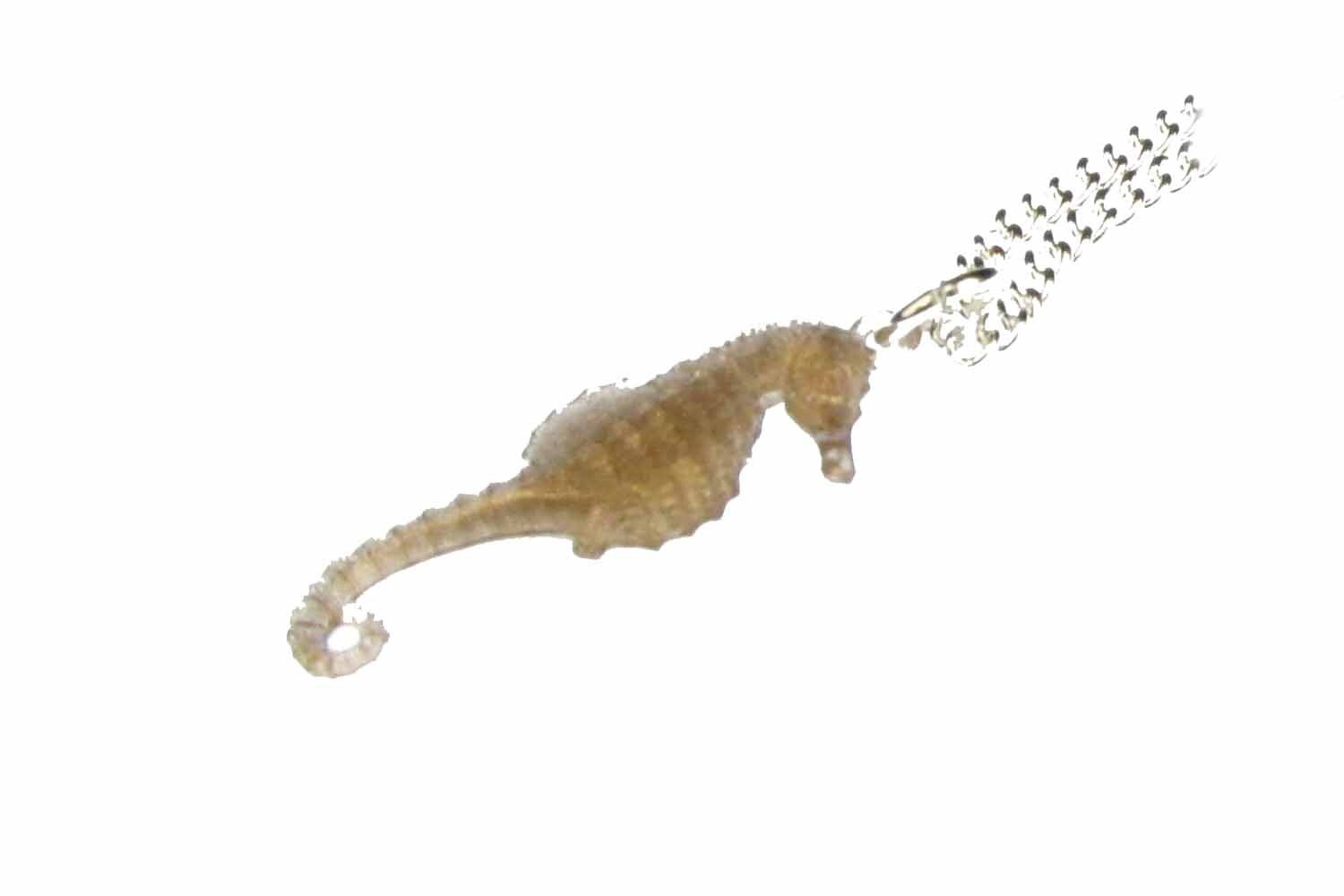 Seepferdchen Kette Halskette Miniblings 45cm Seepferd Ozean Aquarium Meer Braun von Miniblings