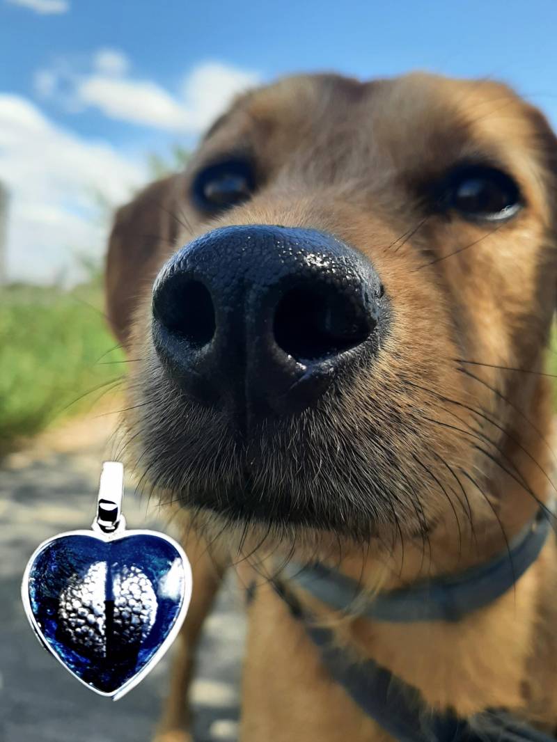 Handgefertigtes Silbermedaillon | 999 Mit Nasenabdruck, Andenken Haustier, Personalisiertes Tierandenken, Kettenanhänger Erinnerungsstück von MonChichiBerlin