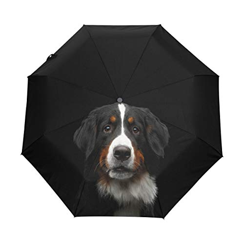 My Daily Reise-Regenschirm, Motiv: Berner Sennenhunde, automatisches Öffnen/Schließen, leicht, kompakt, winddicht, Mehrfarbig, One_Size, Kompakt von My Daily