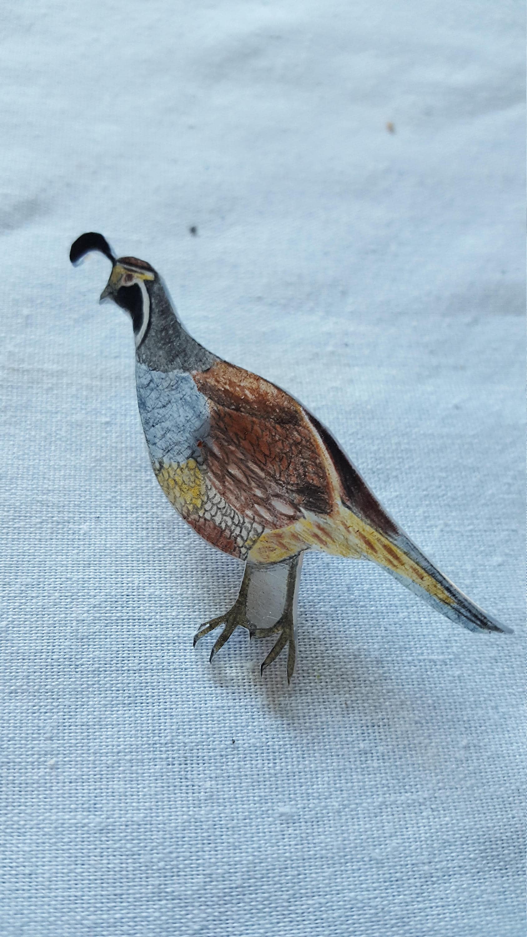 California Quail California Quail von MysticPals