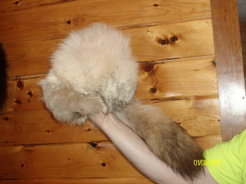 Kleine Größe Coyote Wintermütze Kleine Größe Coyote Wintermütze von NCOfurs