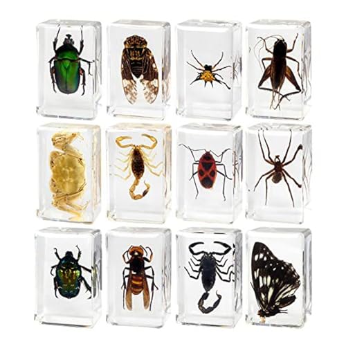 12 Stück Echte Insektenproben, Transparentes Kunstharz, für Wissenschaft, Bildung, Klassenzimmer, Insektenproben, Tischdekoration von NOENNULL