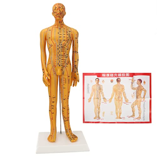NSXAYIWE Akupunkturpuppe, 53 Cm Große Akupunkturpuppe Für Männer, Akupunkturpuppe Für Lehre Und Praxis NSXAYIWE Akupunkturpuppe, 53 Cm Große Akupunkturpuppe Für Männer, Akupunkturpuppe Für Lehre Und Praxis von NSXAYIWE