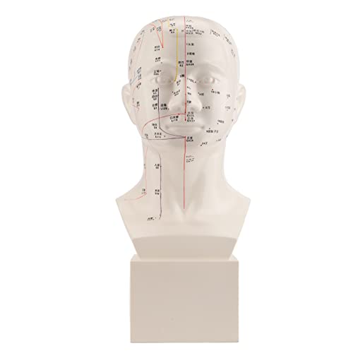 NSXAYIWE Kopf-Akupunkturmodell, HD-Standard-Akupunktur-Körpermodell, Akupunktur-Kopfmodell, Akupunktur-Lehrübungsgerät von NSXAYIWE