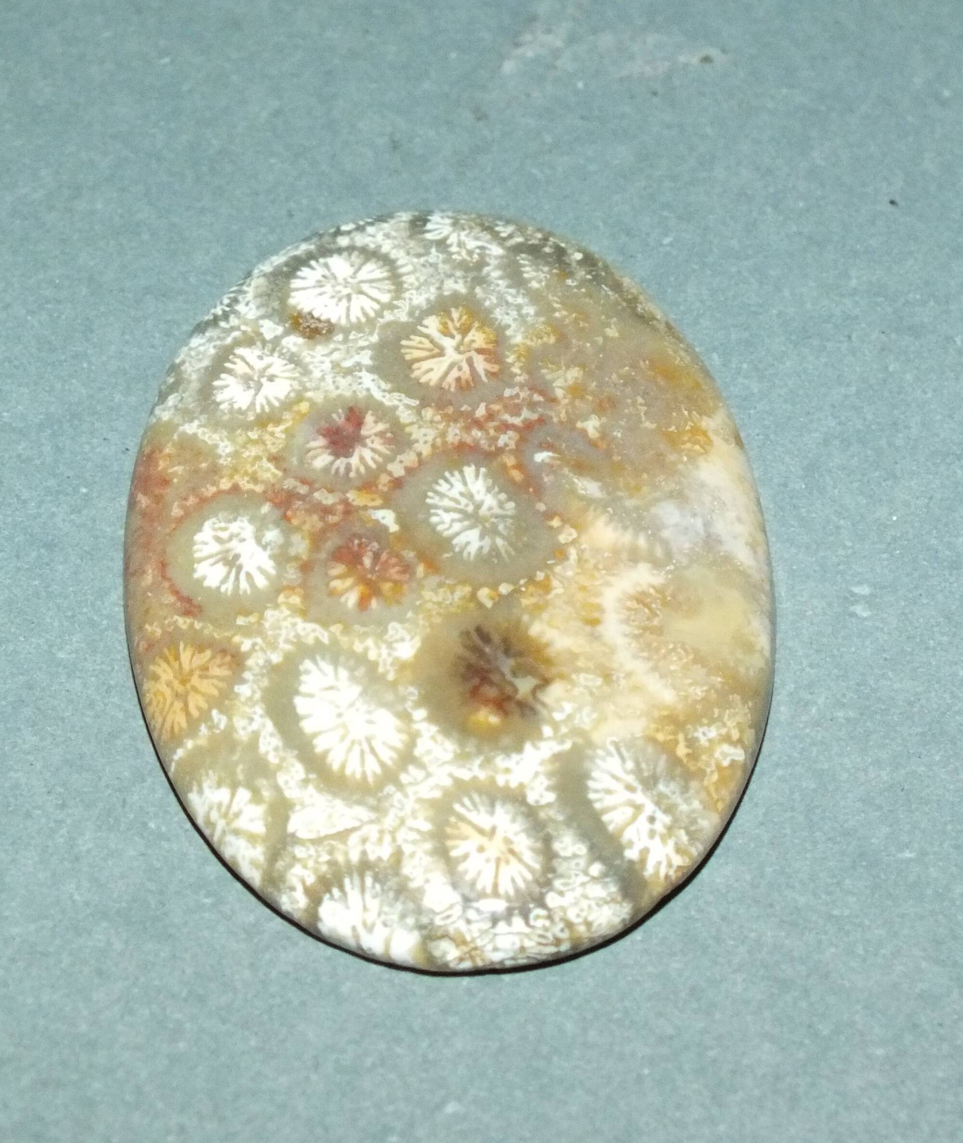 Fossil Korallenstein Thailand Versandkostenfrei von NadearsTreasures