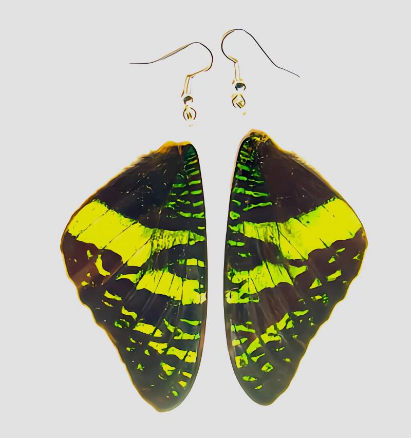 Echte Schmetterlingsflügel Ohrringe Urania Ripheus Grünes Insekt Schmuck Echte Schmetterlingsflügel Ohrringe Urania Ripheus Grünes Insekt Schmuck von Naturedesigner