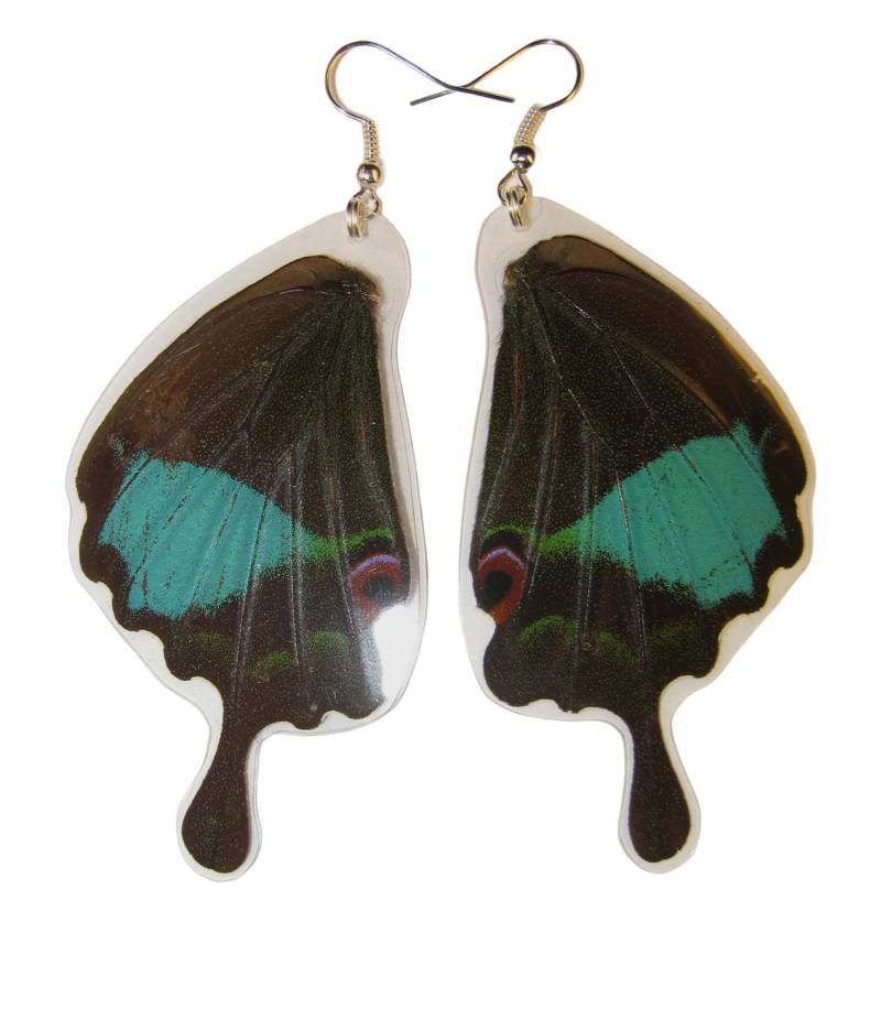 Echte Schmetterlings Flügel Ohrringe Papilio Paris, Ausgefallenes Geschenk Echte Schmetterlings Flügel Ohrringe Papilio Paris, Ausgefallenes Geschenk von Naturedesigner