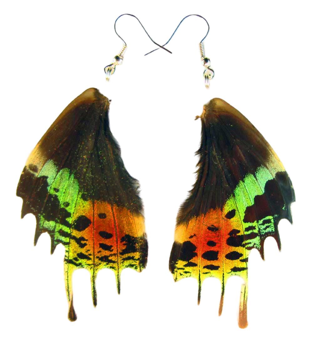 Echte Schmetterlingsflügel Ohrringe Von Urania Ripheus Valentinstag Geschenk Echte Schmetterlingsflügel Ohrringe Von Urania Ripheus Valentinstag Geschenk von Naturedesigner