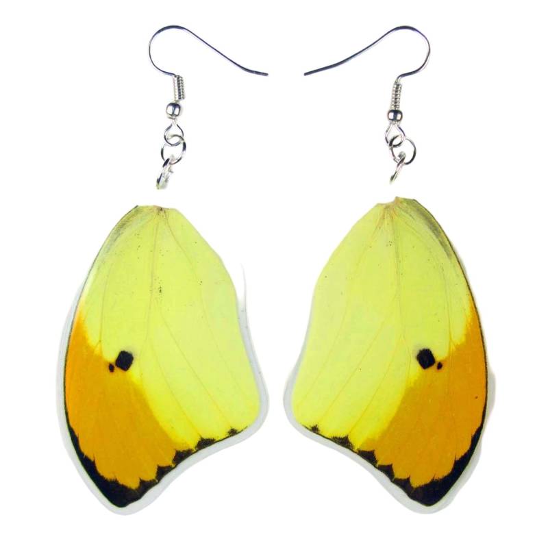 Ohrhängerpaar Aus Echten Schmetterlingsflügeln Von Anteos Menippe von Naturedesigner