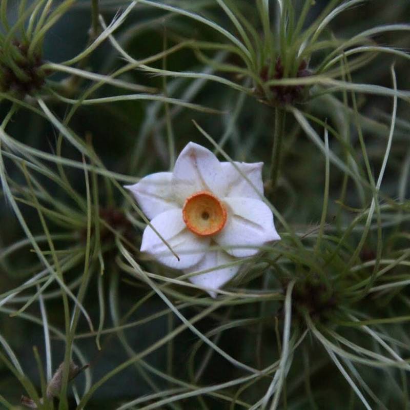 Blumen Dread Perlen. Narzisse Dreadperle. Hippie Perlen Boho Dreadlock Perle von NikkieNixBijoux