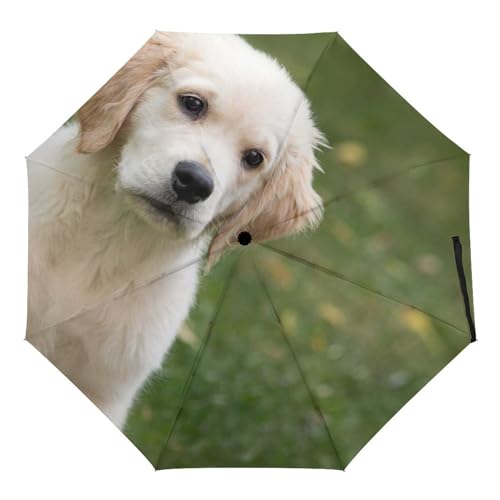 ORENZ Automatischer Regenschirm Golden Retriever Hund Faltbare Regenschirme Leichte Winddichte Regenschirme Tragbare Reiseschirme ORENZ Automatischer Regenschirm Golden Retriever Hund Faltbare Regenschirme Leichte Winddichte Regenschirme Tragbare Reiseschirme von ORENZ