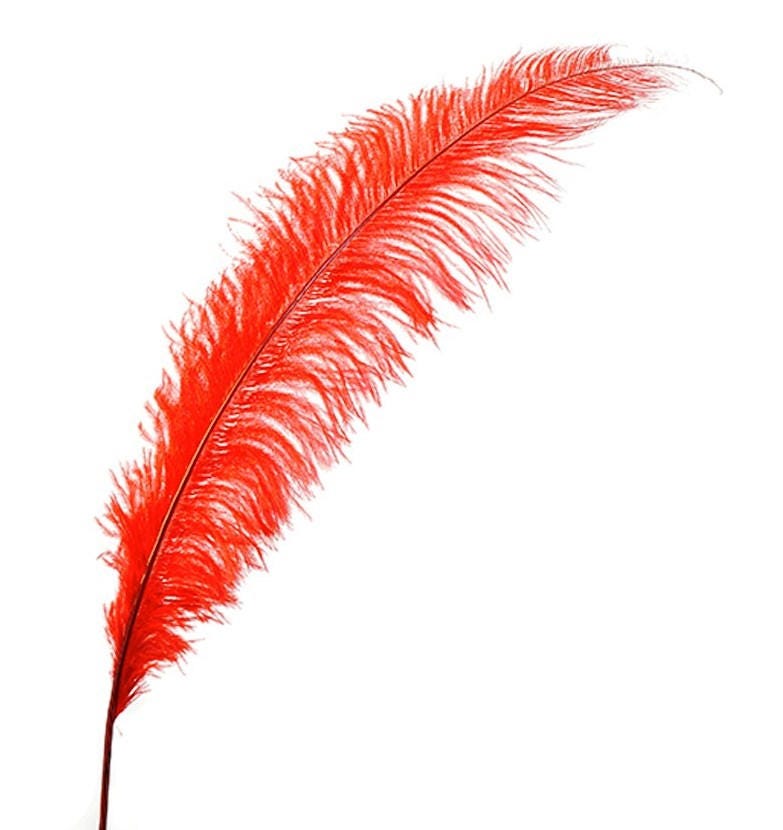 2 Stk Strauß Spads 20-30" Bright Red von OnlineFeathers
