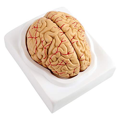 Menschliches Gehirnmodell Anatomisches Pvc-zerlegtes Gehirnmodell Gehirnarterienmodell Anatomisches Gehirnmodell mit Basis für Das Training Von Lernspielzeug von Oumefar