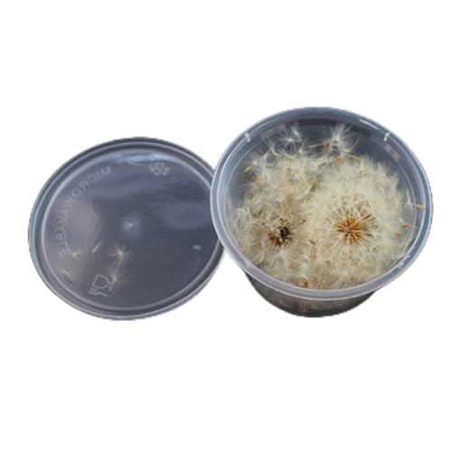 Oxxggkao Natürlicher Löwenzahnblätter Blütenblätter Für Handwerksblumen Aufkleber Für Harzkunst Blumen Dekore Farbenfrohe Blumen Daisses Kit Natürlicher Schmuck Oxxggkao Natürlicher Löwenzahnblätter Blütenblätter Für Handwerksblumen Aufkleber Für Harzkunst Blumen Dekore Farbenfrohe Blumen Daisses Kit Natürlicher Schmuck von Oxxggkao