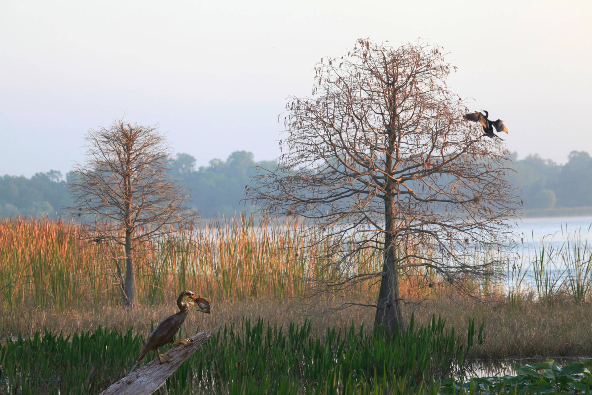 Papermoon Fototapete "ANHINGA-WASSER VOGEL" von Papermoon