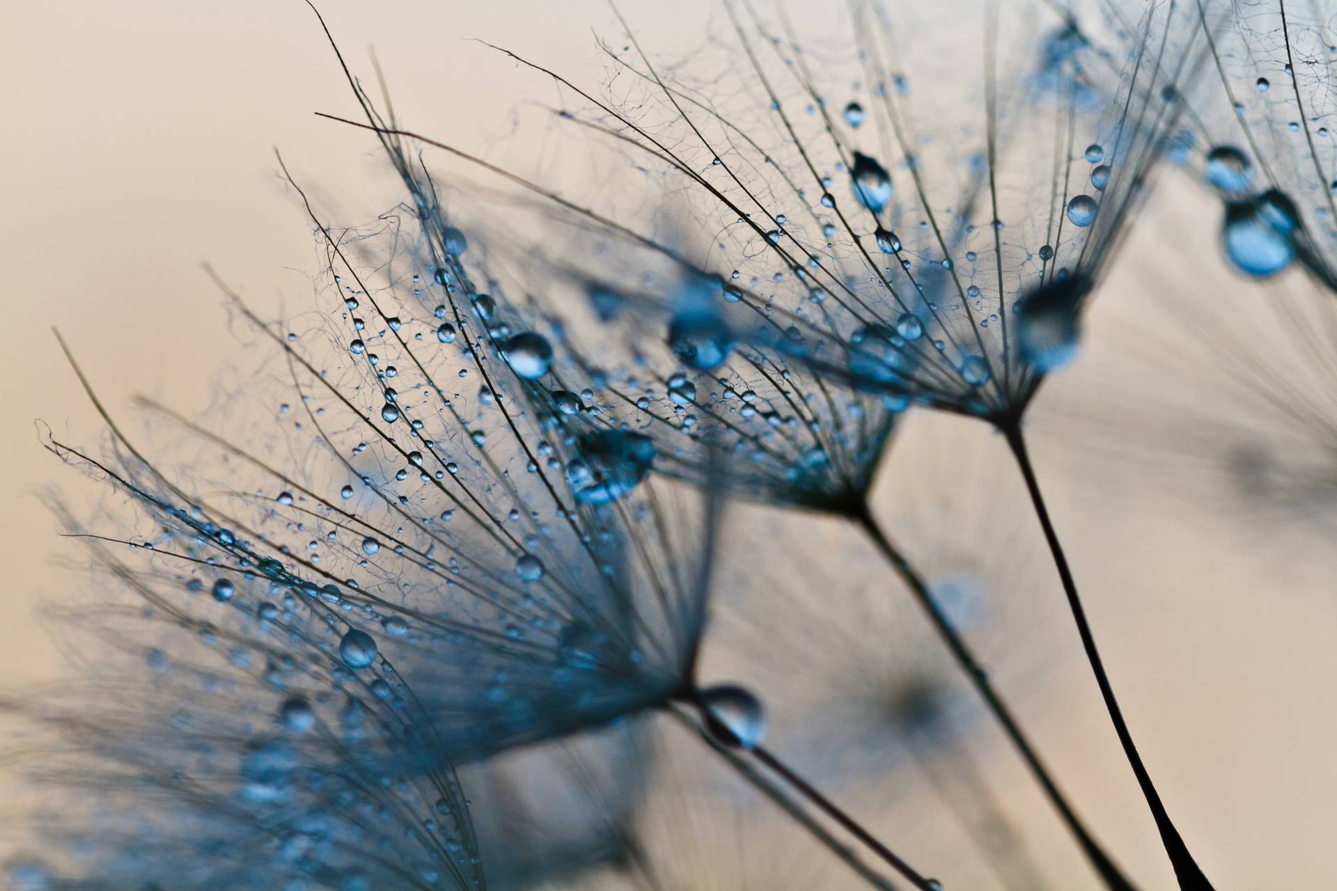 Papermoon Fototapete "Abstract Dandelions" glatt von Papermoon