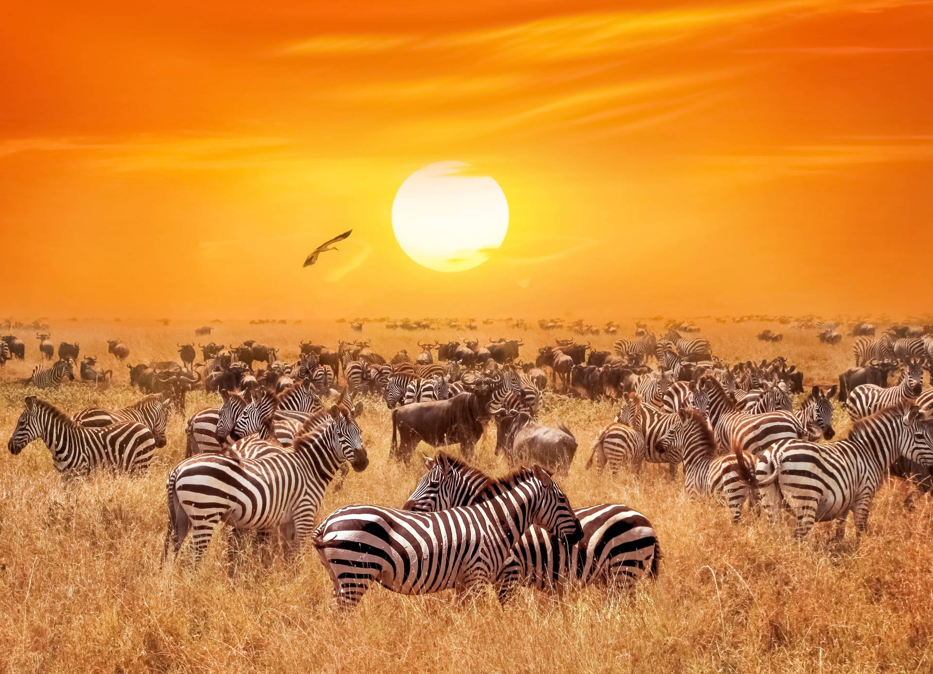 Papermoon Fototapete "African Antelopes and Zebras" glatt von Papermoon