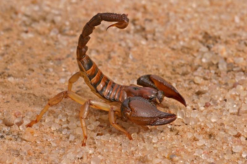 Papermoon Fototapete "Aggressiver Skorpion" von Papermoon