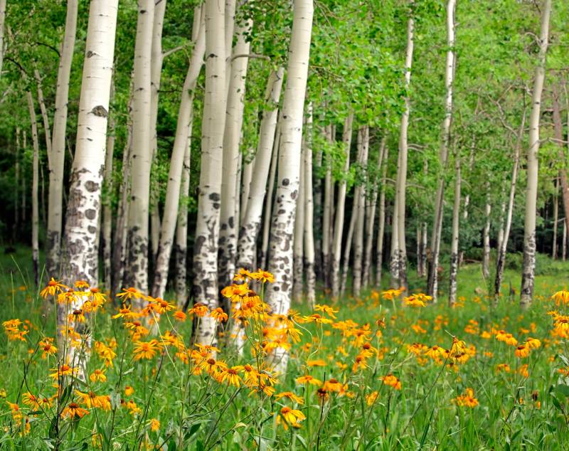 Papermoon Fototapete "Aspen Grove and Orange Wildflowers" glatt von Papermoon