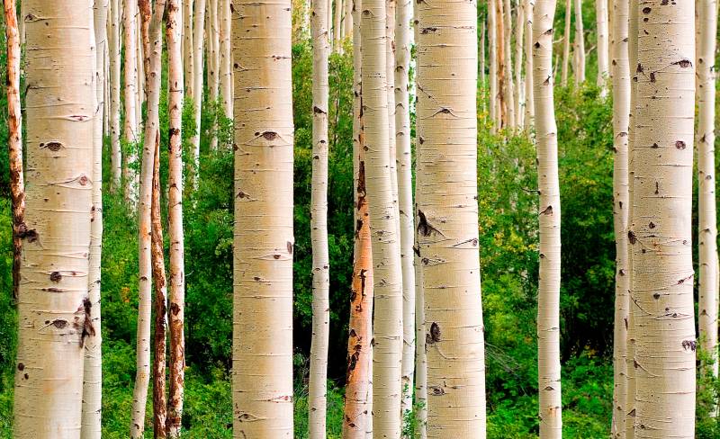 Papermoon Fototapete "Aspen Woods in Summer" glatt von Papermoon
