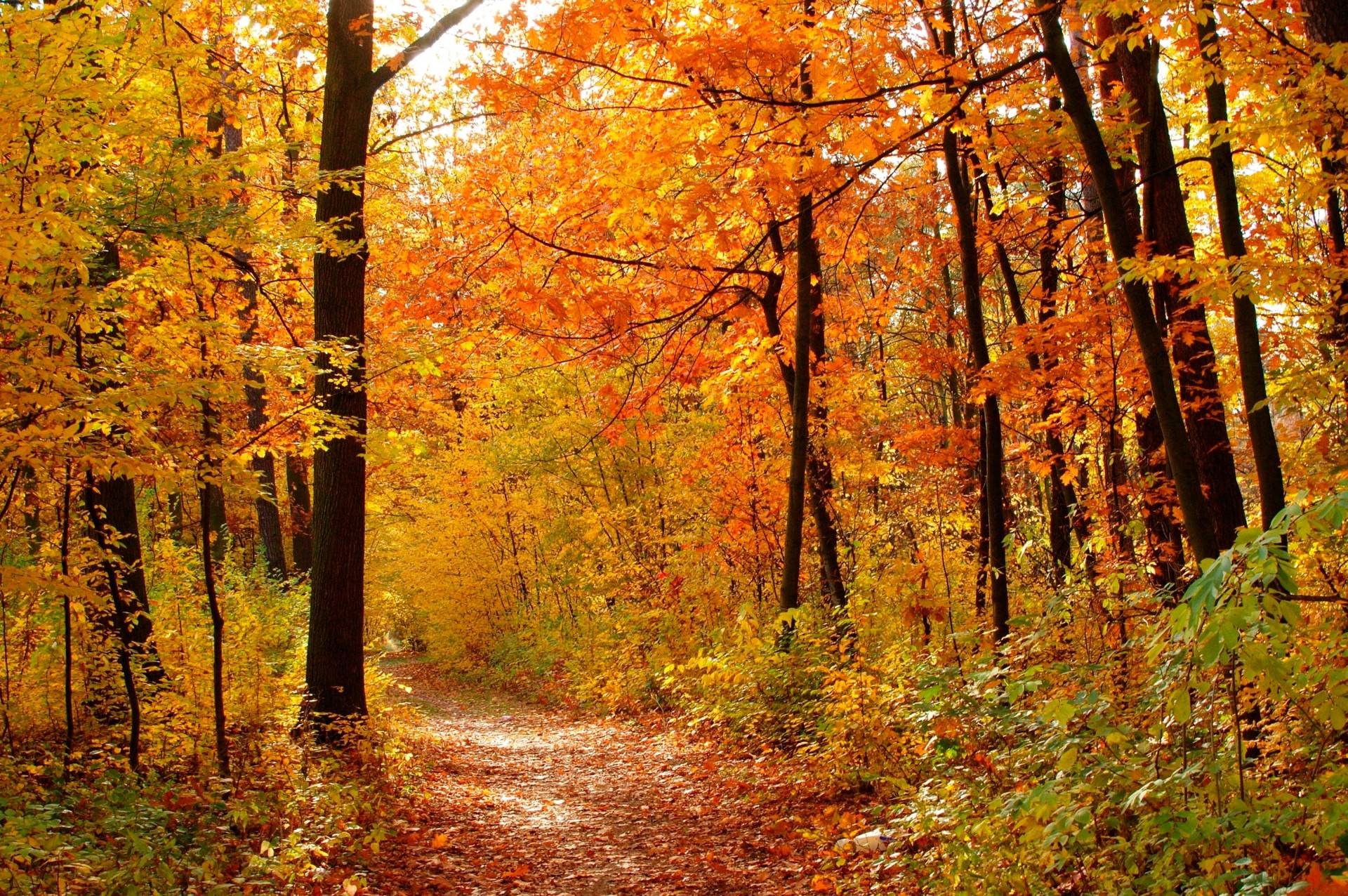 Papermoon Fototapete "Autum Forest" von Papermoon