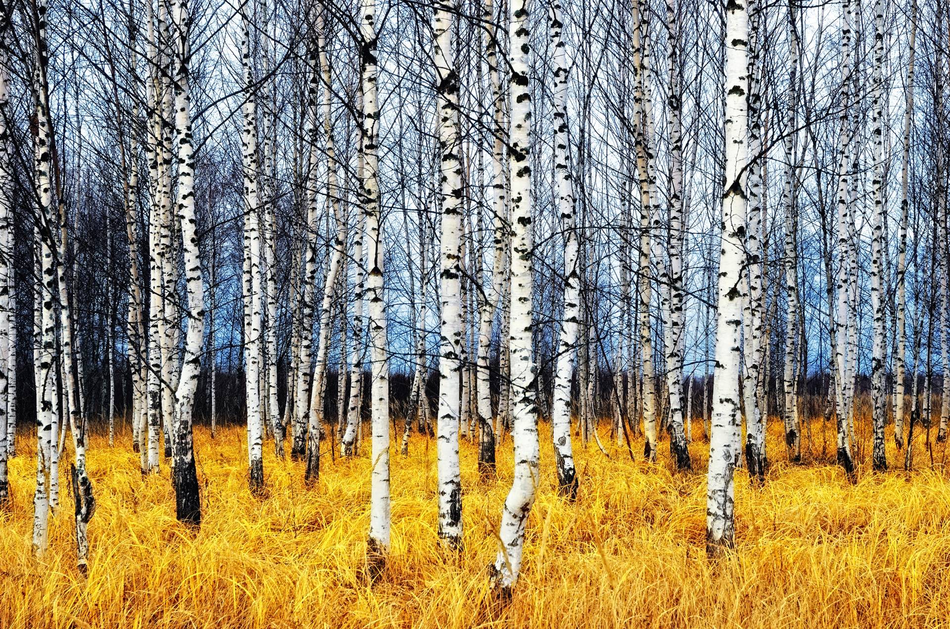 Papermoon Fototapete "Autumn Birch Grove" glatt von Papermoon