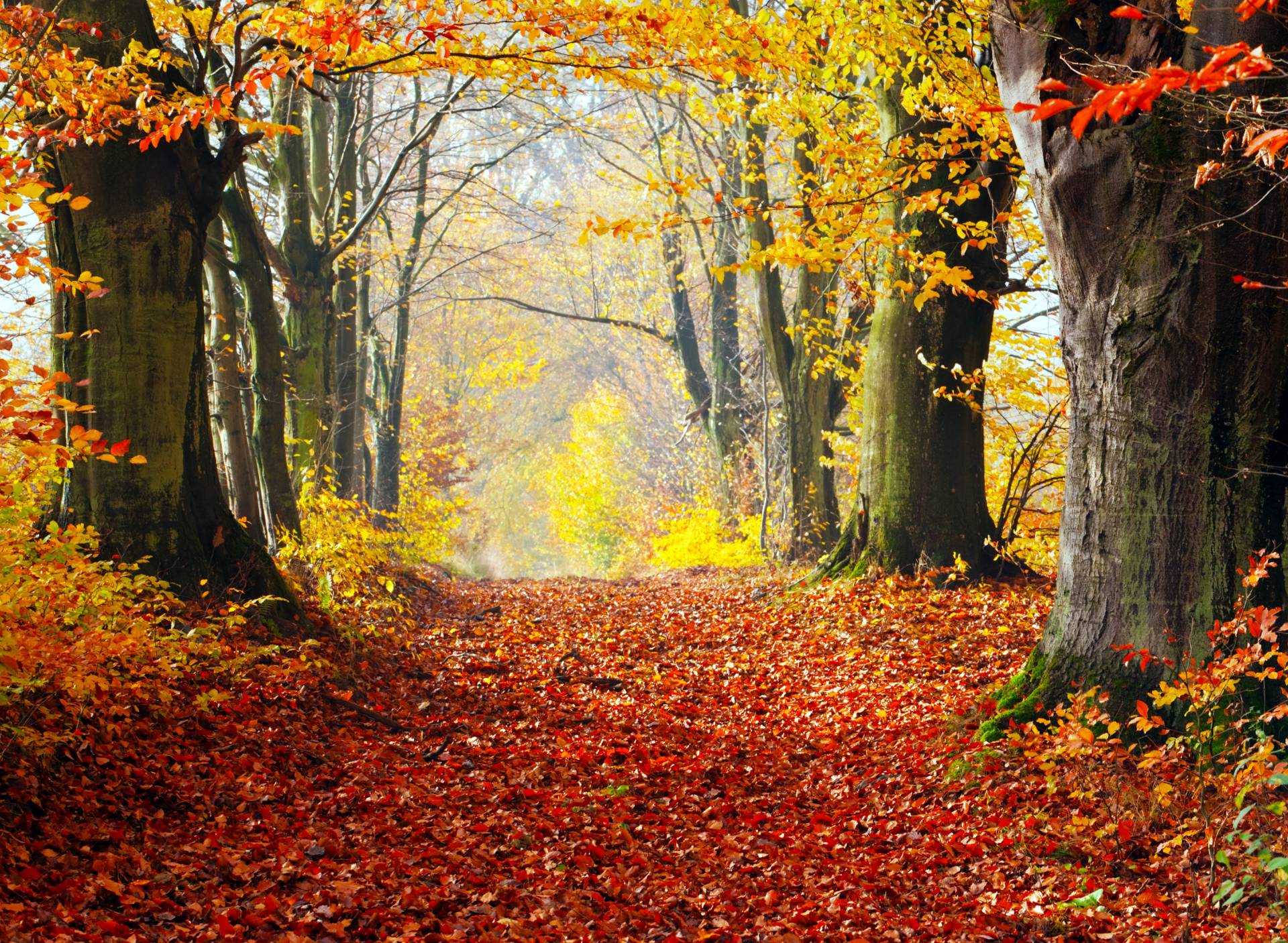 Papermoon Fototapete "Autumn Forest Path" von Papermoon
