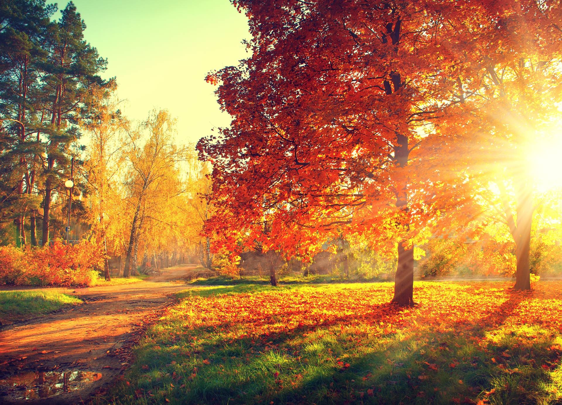 Papermoon Fototapete "Autumn Trees" von Papermoon