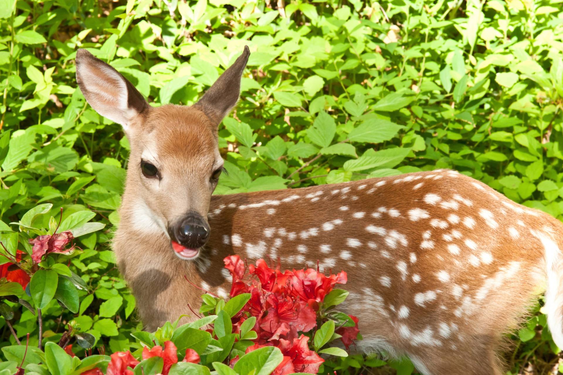 Papermoon Fototapete "BABY ROTHIRSCH-KALB TIER ROTWILD WALD BLUMEN NATUR" von Papermoon